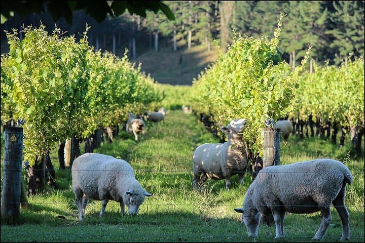 Shore Excursion: Napier/ Hawke's Bay & Premium Wineries tour