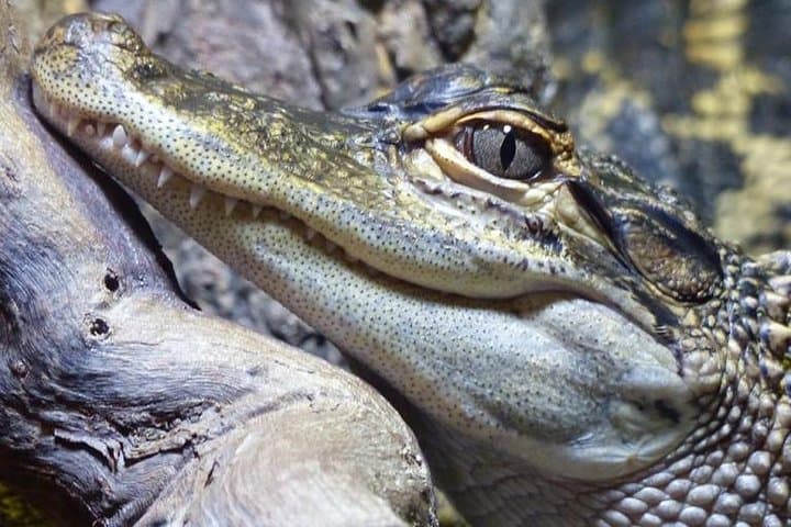 ראו הכל – סיור ספארי