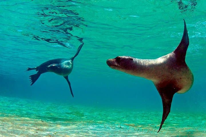 טיול יום שלם אי פינזון + לה פה/לס פאלמס - סנורקלינג ודיג