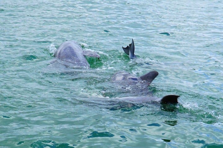 Anna Maria Island Dolphin Sightseeing Adventure 