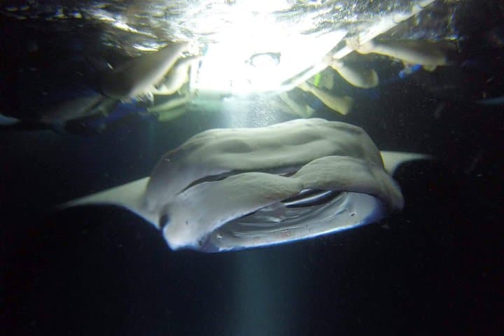 שנורקל בלילה עם מנטות קונה מובטחת בנמל קיאוהו