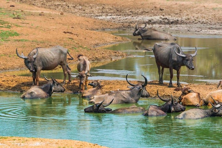 GO WILD! Double Safari Day Trip (Yala & Udawalawe) - Private & All Inclusive