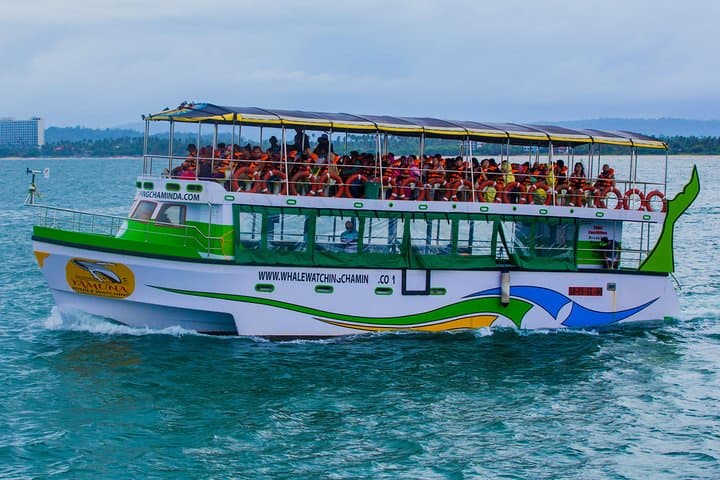 צפייה בלווייתנים ודולפינים - סופר ספינת נוסעים יוקרתית (הוצע איסוף מהמלון)