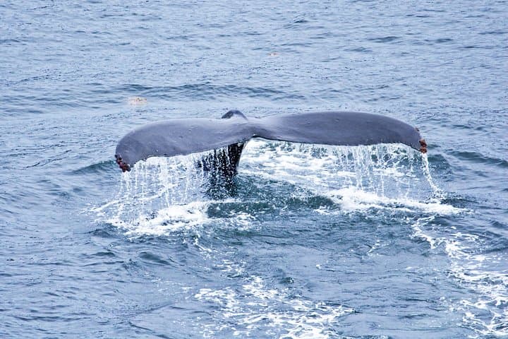 סיור חופי פתח הקרח: הרפתקת צפייה בלווייתנים