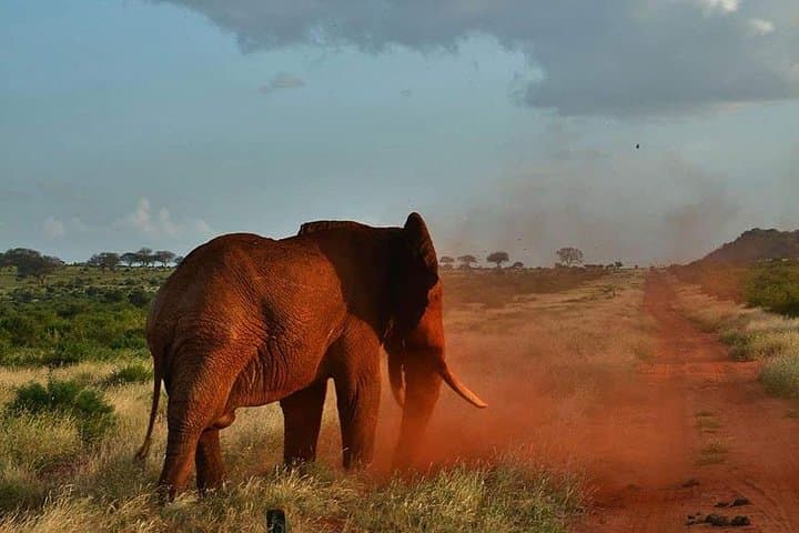 3 days safari Tsavo East and Taita hills (Saltlick lodge)