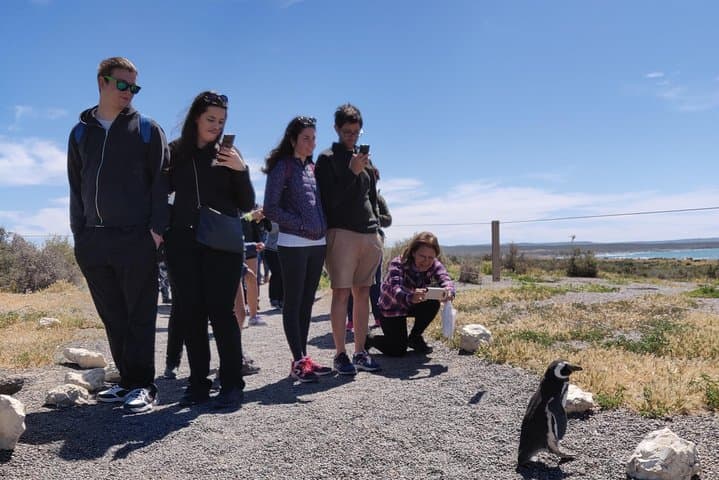 Cruise Shore Excursion Punta Tombo with Boxlunch from Pto Madryn