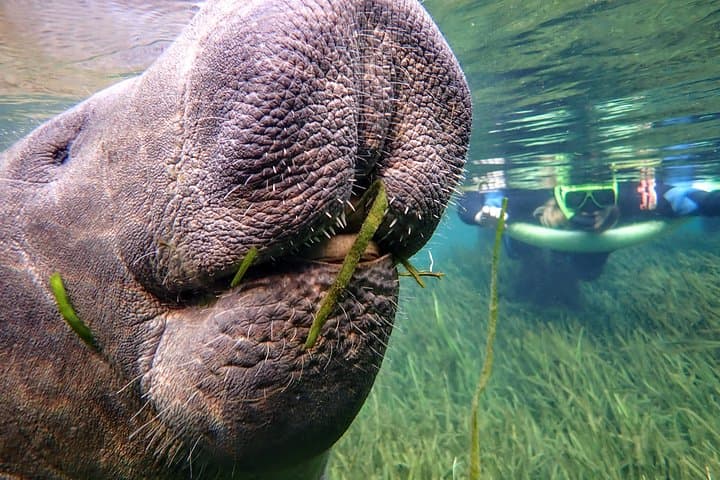 סיור שחייה עם manatees עם צלם במים