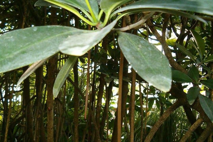 מקאסטו - יער תרבותי, בריקאמה