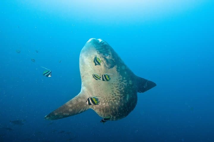 טיול שלוש צלילות בנוסה פנידה לצוללים מוסמכים