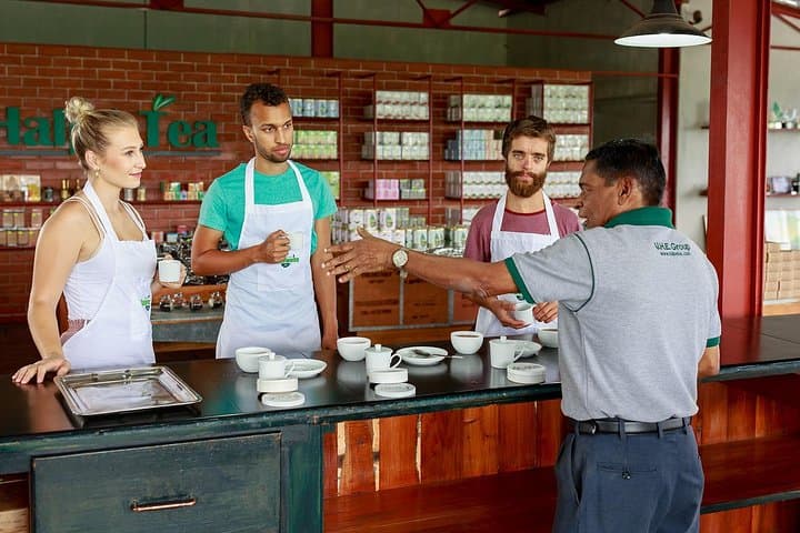 סיור במפעל תה אובה הלפאטה באלה סרי לנקה