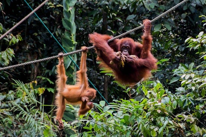 Semenggoh Wildlife Centre Tour: Discover Sarawak’s Orangutans