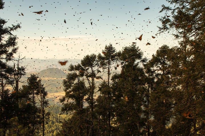 סיור פרפרי המלכה (יוצא ממורליה)