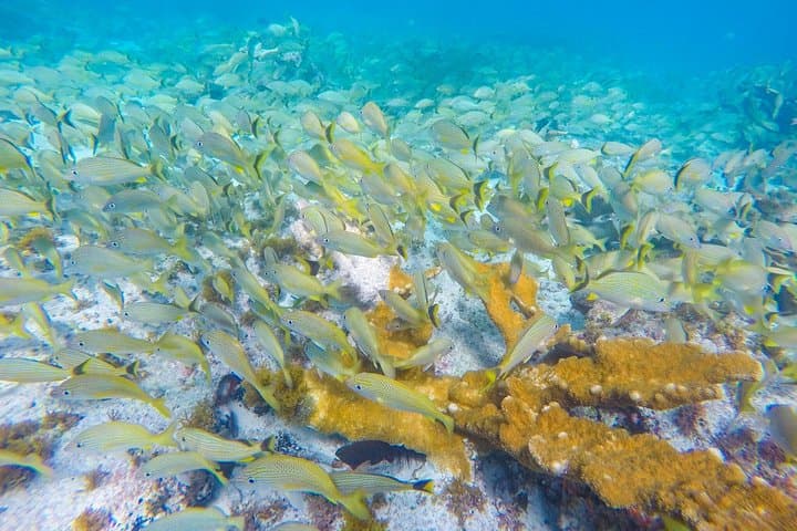 הרפתקת סיור שנורקלינג באיסלה מוחרס.