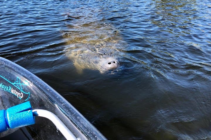 Manatee Season Clear Kayak Tour of Tarpon Springs