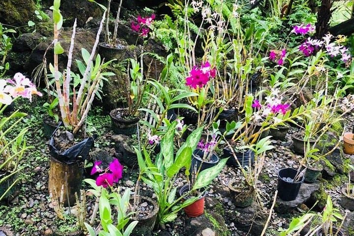 גלו את סיור נאדי