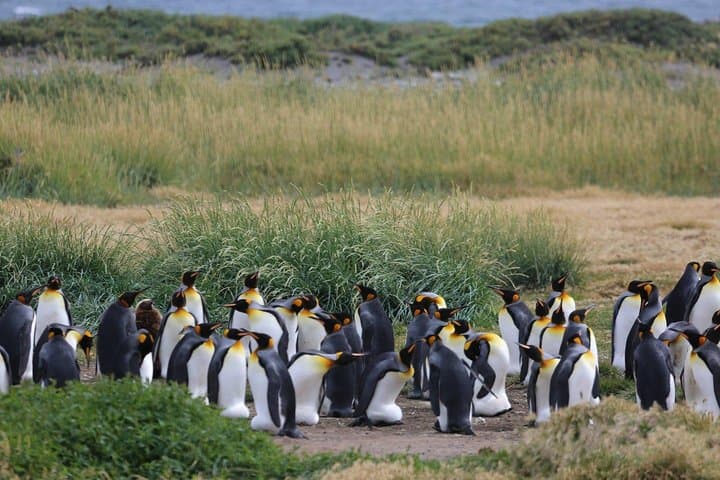 שמורת הטבע פינגווין המלך - אי Tierra del Fuego