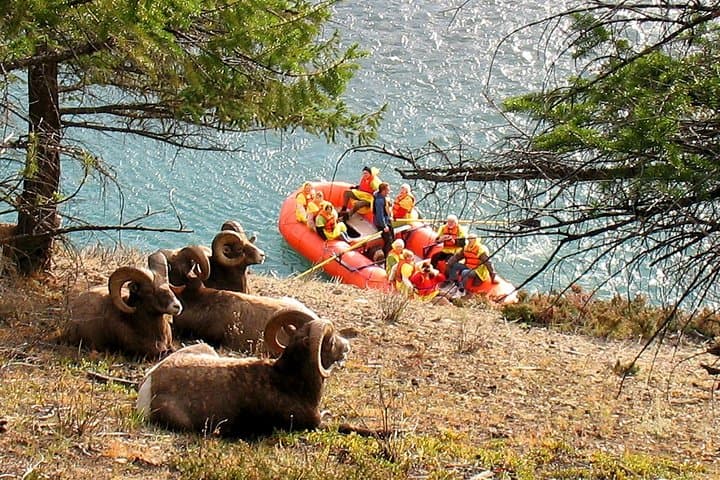 טיול רפסודה קל על נהר אתבאסקה