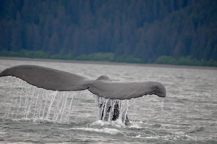 קטמרן מרווח עם הבטחה ללוייתנים!