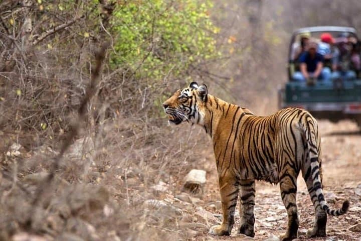 Tiger Safari-Ranthambore National Park