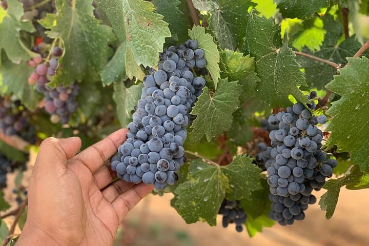 סיור קבוצתי