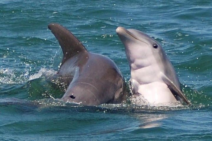 הרפתקת תצפית על כרישים וחיות בר בקי ווסט