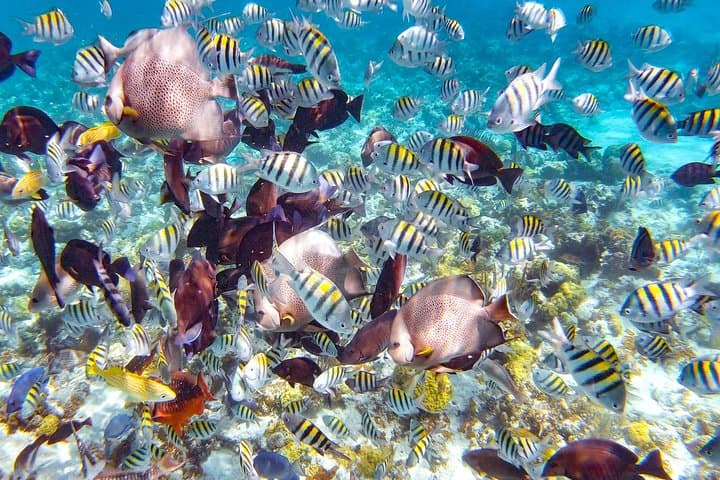 ניסיון שנורקלינג וארוחת צהריים באי הפנינים בבהאמס