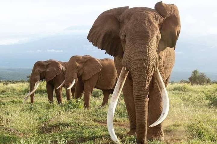 טיול של 2 ימים ולילה אחד לפארק הלאומי אמבוסלי.