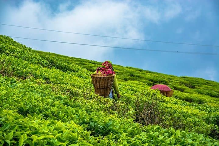 הסיור בציון הדרך (קרוז ימי מדארג'לינג למיריק)