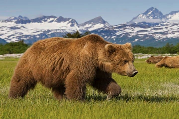 סיור חופי קבוצות קטנות במצר אייסי: אנחנו יוצאים לצוד דובים!