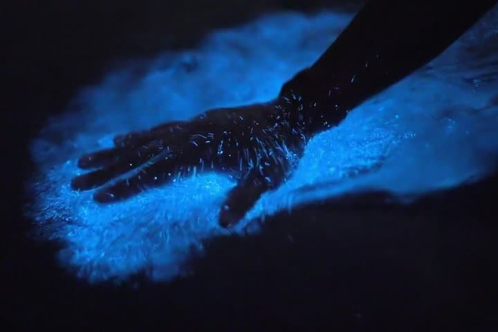 טיול קיאק ביי הביולוגי בפחארדו