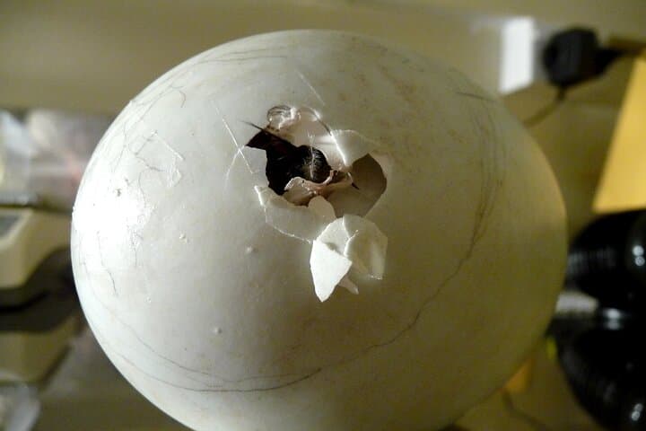 דילוג על התור: כרטיס מרכז חיות הבר של פרנץ יוסף עם אפשרות לכרטיס בקסטייג'