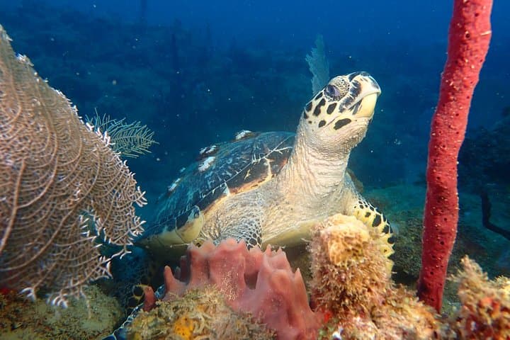 צלילהDiscover / אין צורך בהסמכה