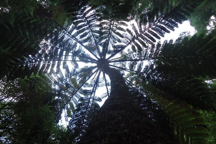 טיול פרטי של 8 שעות ברכב 4x4 מפונטה דלגדה