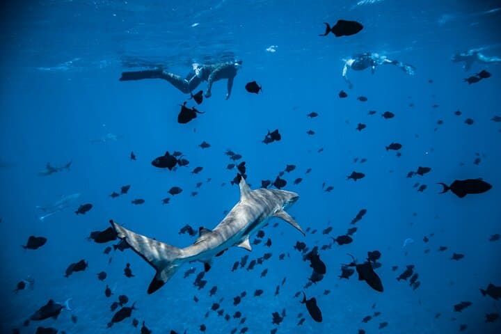 הפלגת לגונת בורה בורה ליום שלם כולל שנורקלינג עם כרישים וסנפירים