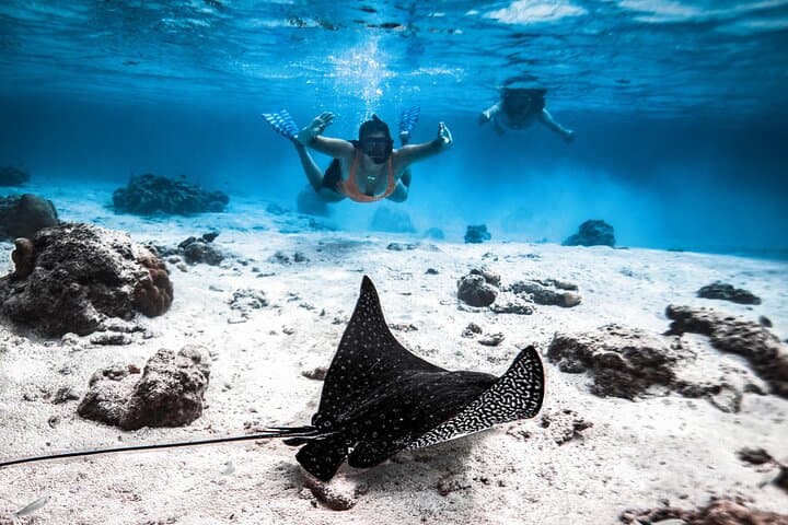 טיול צבי ים ורייפים באיי קוק