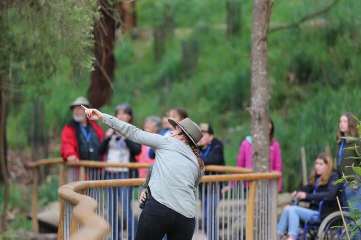 הליכה עם חיות הבר: סיור מונחה בכביש האוקיינוס הגדול