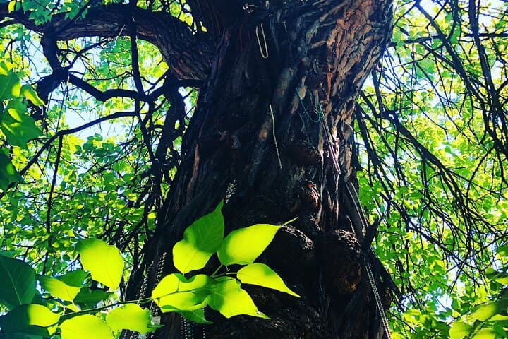 סיור הליכה בלואיזוויל העתיקה מומלץ על ידי ניו יורק טיימס! @ הרביעי ואורמסבי