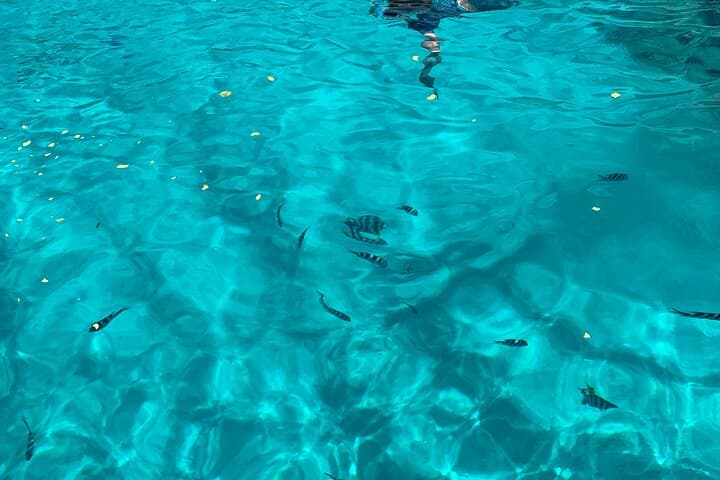 ספארי ריף - שנורקלינג, האכלת דגים וארוחת צהריים (טיול יום משותף)