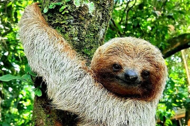 Frogs-Sloths and Coffee- Chocolate Tour