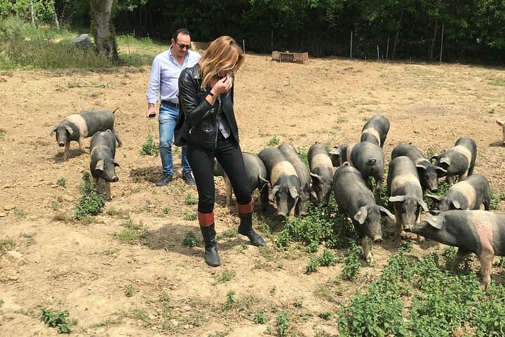 ביקור בחוות Cinta Senese במונטפולציאנו