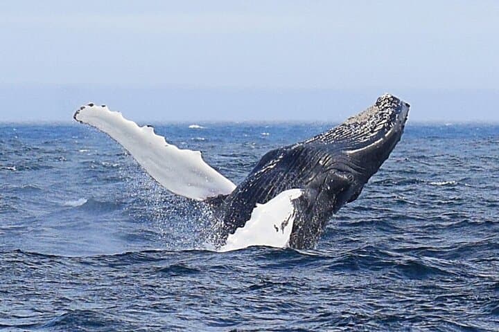 2 Hour Award-Winning Whale and Seabird Boat Tour from St. John's
