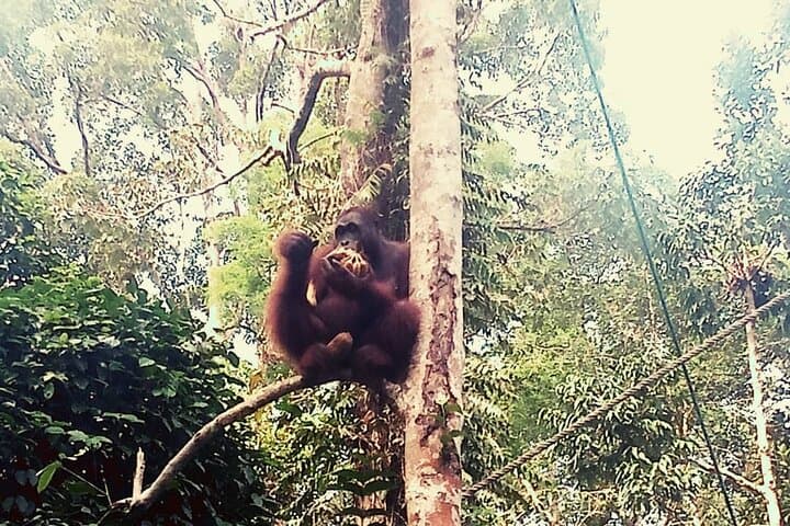 מרכז אורנגוטנים סמאנגו וכפר התרבות סרוואק