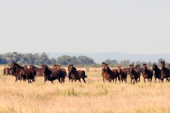 טיול קבוצתי מודרך לדלתת הדנובה, טולצ'ה - לטאה