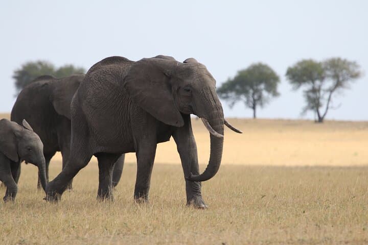 ספארי קמפינג קבוצתי של 5 ימים
