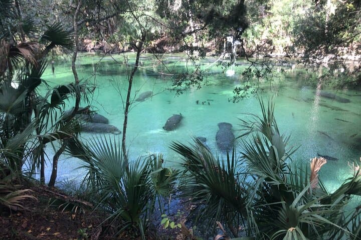 Small Group Manatee Discovery Kayak Tour near Orlando