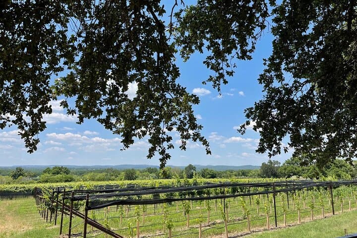 טעימות יין באזור פרדריקסבורג טקסס: 3 יקבים וארוחת צהריים.