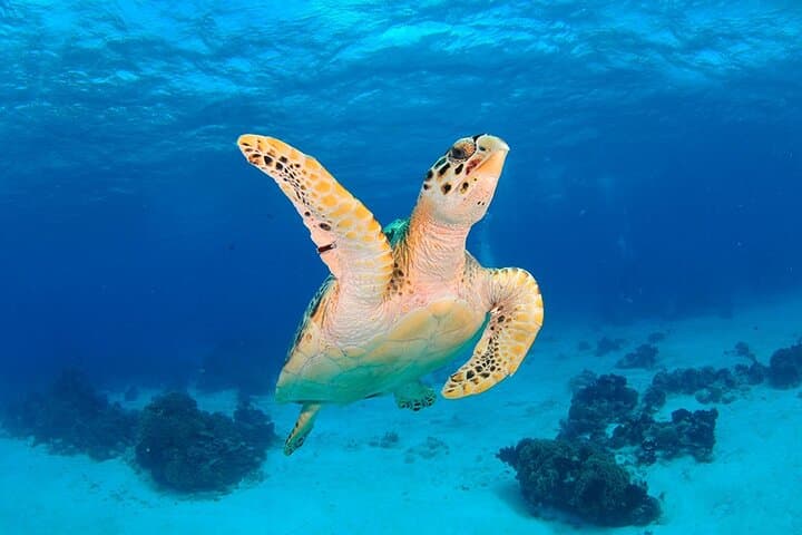 גלה את השנורקל בבוזיוש