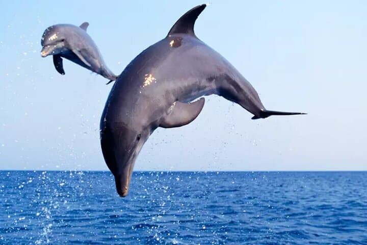 סיור פרטני לצפייה בדולפינים וסיור סירה לשקיעה בפורט ארנסס טקסס