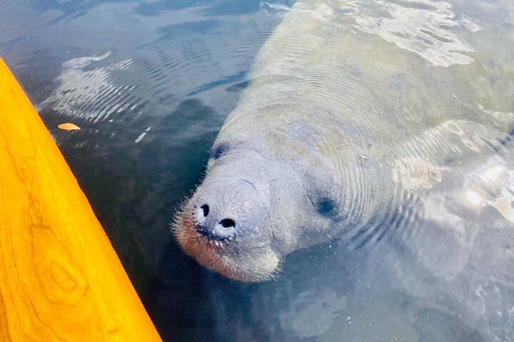 סיור הרפתקאות של מנאטי ואנשים טבעיים באורלנדו במעיינות הכחולים