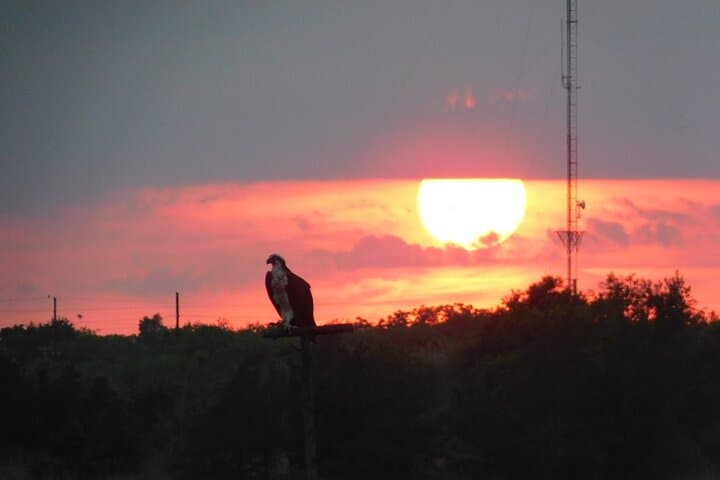 2-Hour Sunset Safari Eco Cruise on the Osprey from Cape May